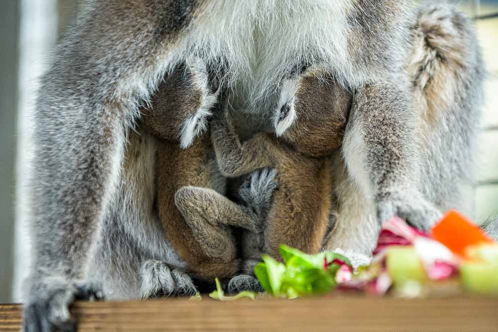 Zoo Praha má další přírůstek, do rodiny lemurů kata přibyla dvojčata